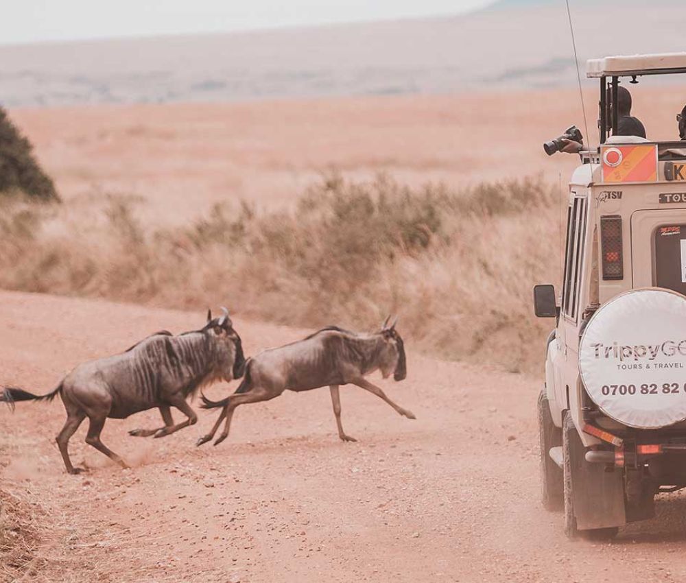 2025 Wildebeest Migration | Masai Mara
